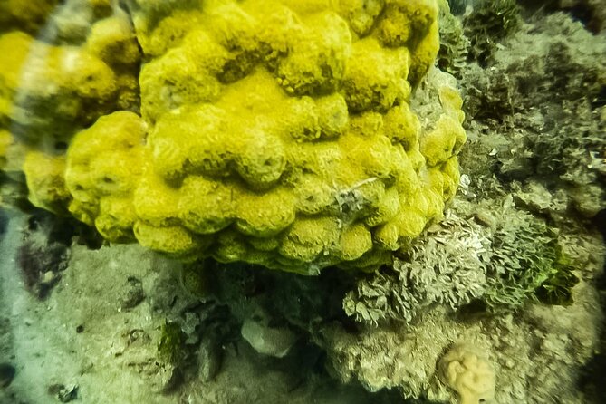 Under a sea of adventures, unforgettable diving. - Starting at Muelle de la Bodeguita at 9 a.m.