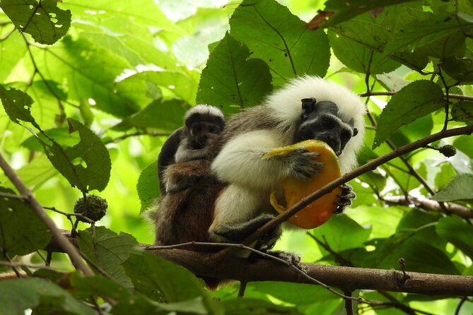 UTV Thrills & Horseback Ride at Wildlife Paradise Near Cartagena - Heat, rain, and what to bring