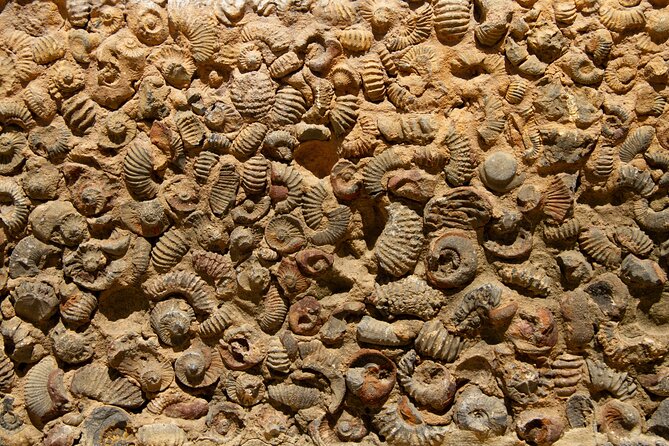 Villa de Leyva Full Day Private Tour (12 Hrs.) - Museo El Fosil and Colombia’s ancient past