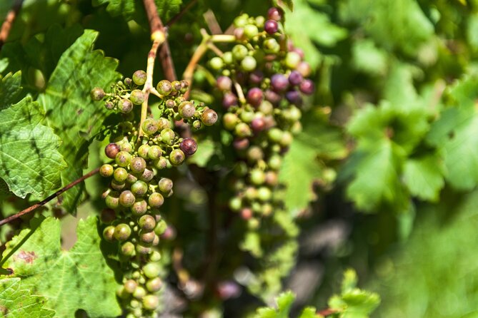 VIP 2-Day Villa de Leyva Tour from Bogota: Museums, Vineyard - Umaña Dajud offers wine at 2,000 meters