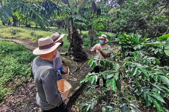 Visit and live a colombian coffee plantation (group tour) - Key points to know before booking