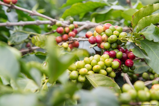 Visit and live a colombian coffee plantation (group tour) - Tasting coffee and possible coffee liquor